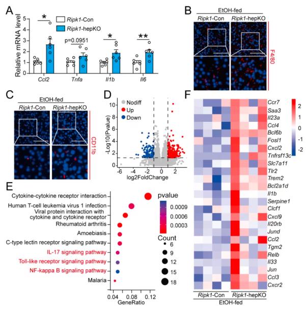 Fig 3. RIPK1 deficiency enhances alcohol-induced hepatic inflammation and transcriptional remodeling.