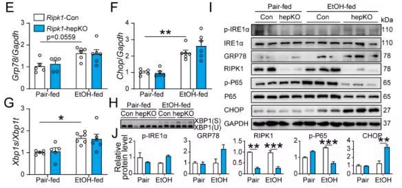 Fig 4. RIPK1 deficiency amplifies alcohol-induced hepatic ER stress.