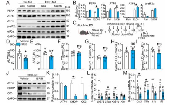 Fig 7. ISRIB reduces alcohol-induced liver injury in RIPK1-deficient mice.