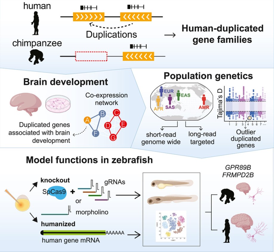 DOI: 10.1016/j.cell.2025.06.037