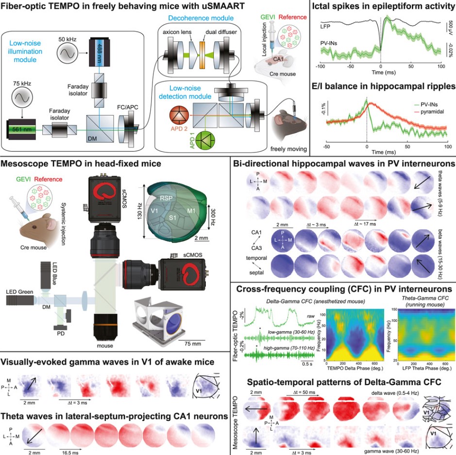 DOI: 10.1016/j.cell.2025.06.028
