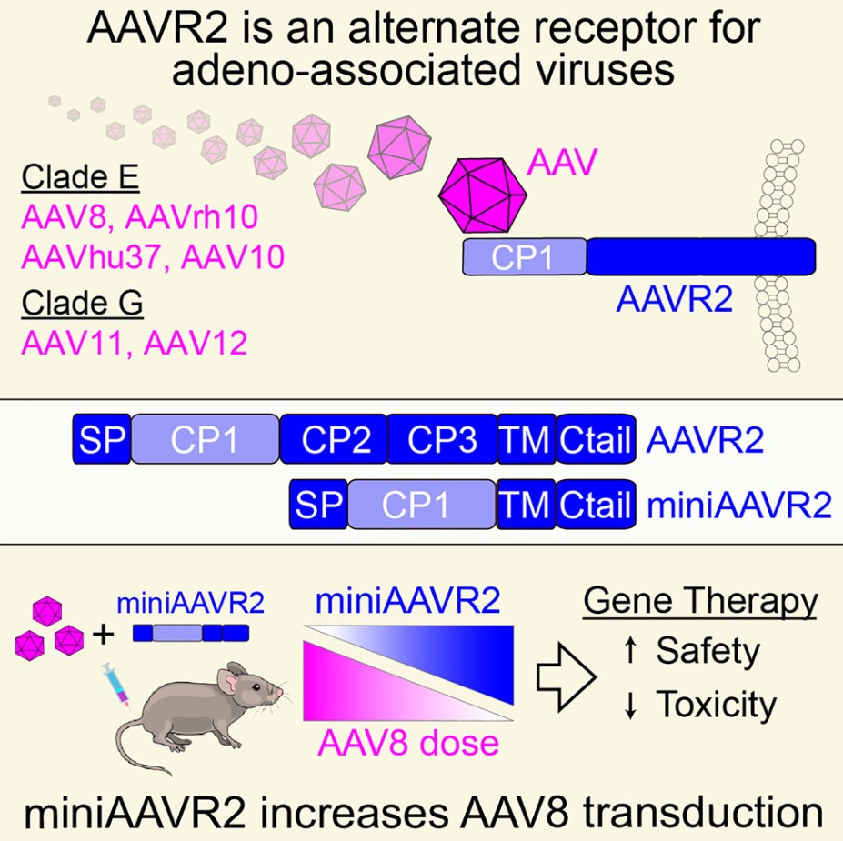 DOI: 10.1016/j.cell.2025.06.026