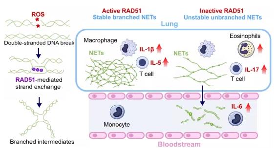 RAD51 promotes homologous DNA recombination repair by generating branched chromatin intermediates known as Holliday junctions. Its role in immunity and neutrophil biology, however, had not been explored.