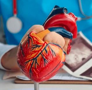 How Does the Human Heart Develop? Nature Study Reveals Mechanisms Underlying Congenital Heart Disease in Down Syndrome