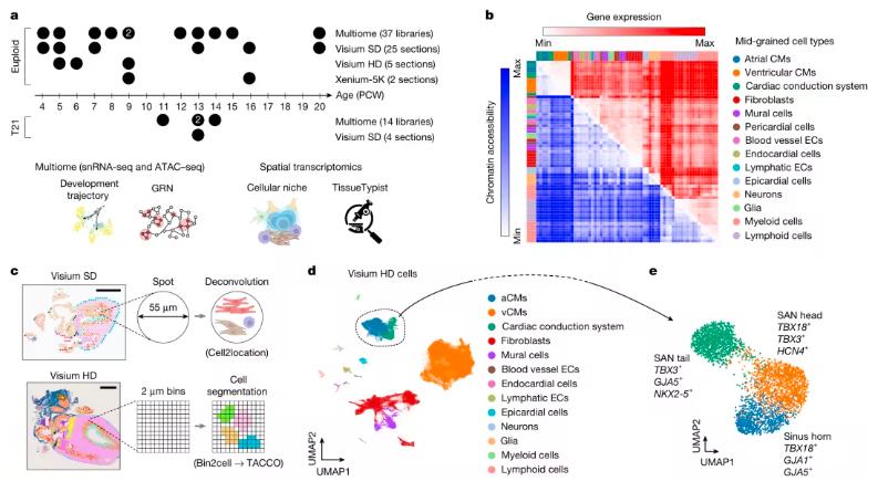 Fig 1. Multimodal spatial atlas of the developing human heart.
