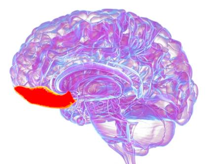 How Does the Human Prefrontal Cortex Change From Birth to Age 97? Nature Study Reveals Three Major Stages of Brain Aging Through 1.3 Million Cell Nuclei