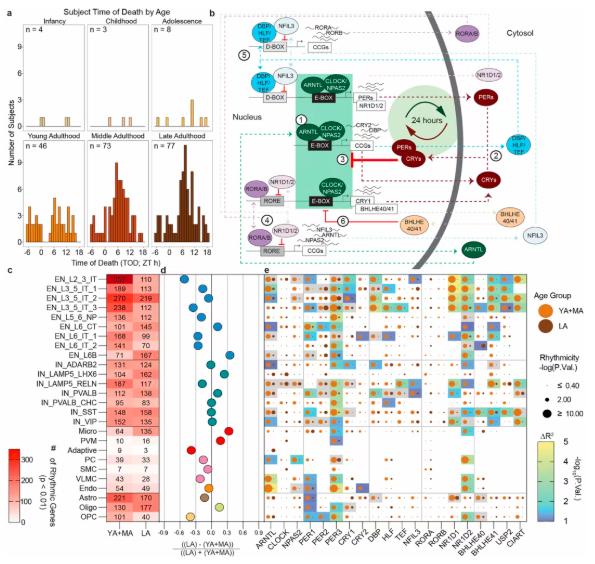 Fig 1. Age-associated changes in 24-hour gene expression rhythms in the human prefrontal cortex.