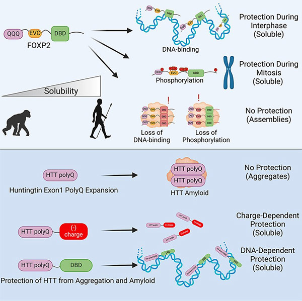 Fig1. Graphical abstract