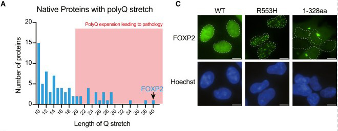 Fig2. FOXP2 depends on DNA binding for solubility. (A) PolyQ tract length distribution in the human proteome. Lengths associated with neurodegenerative disease are shaded in red. (C) Representative fluorescence micrographs of HEK293 cells with stable expression of wild-type FOXP2 and two dyspraxia-associated mutants (R553H and R328X) fused to EGFP. Contours of nuclei denoted with white dashed lines.