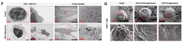 Figure 3: MHC class I molecules on the melanosome membrane bind to T-cell receptors on CD8⁺ T cells.