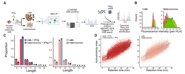 Figure 4: MHC immunopeptidome analysis of human melanoma melanosomes reveals that melanosomes carry tumor-associated antigens and neoantigens.