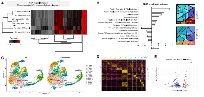 Figure 5: Melanosome binding to CD8⁺ T cells induces a suboptimal transcriptional profile, reduces T-cell receptor signaling and mitochondrial activity, and leads to apoptosis.