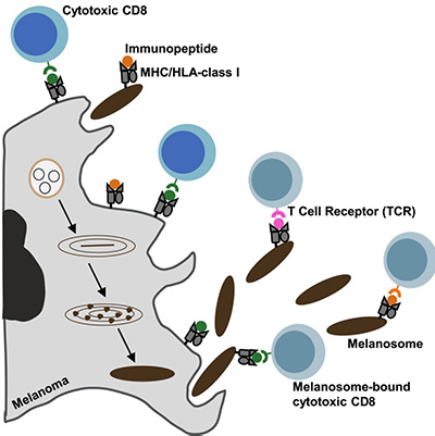 Fig1. Graphical abstract
