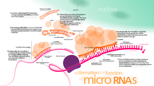 Perspective: Using microRNAs to Induce Single-cell variability