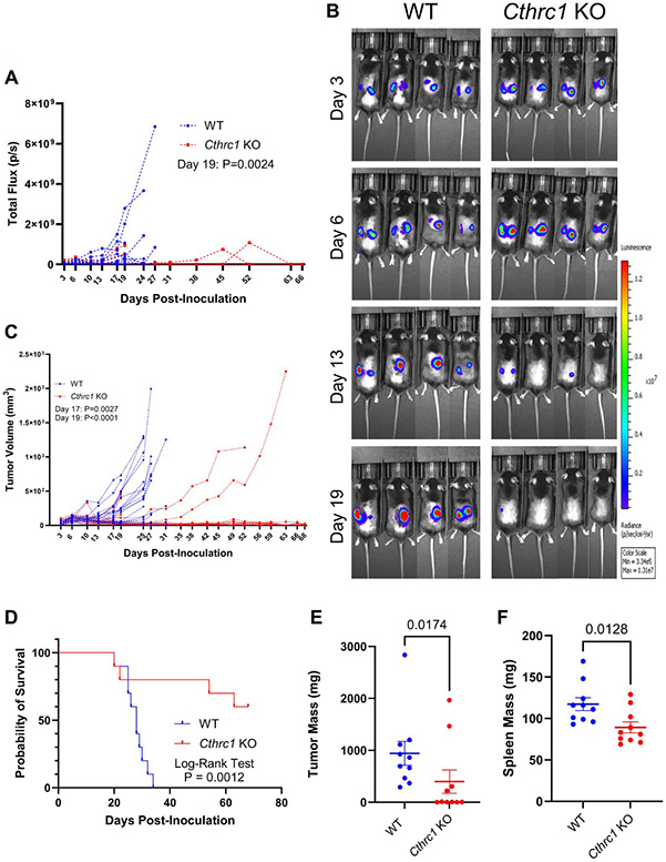 Fig2. Knocking out Cthrc1 leads to decreased CRC tumor burden and increases survival.