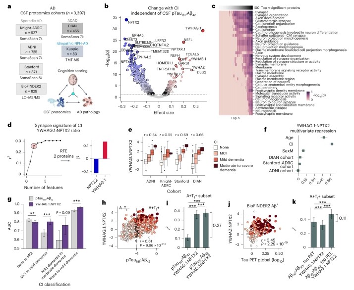 Fig1. The CSF YWHAG:NPTX2 ratio explains a substantial proportion of variance in CI beyond amyloid and tau in AD.