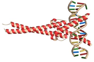 New Research Structurally Reveals the Mechanism of Nucleolin Protein Recognizing G-Quadruplex in the c-MYC Gene Promoter 