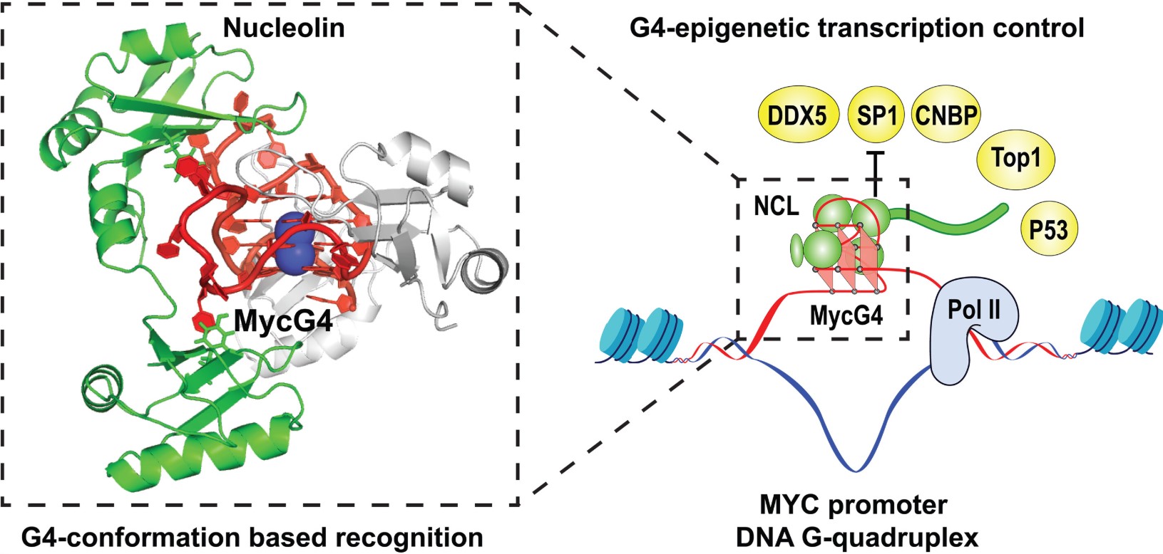 Fig1. G4 conformation–based protein recognition for G4 epigenetic transcription control.
