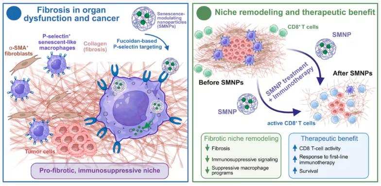 Fig1. P-selectin-guided SMNP remodels fibrotic and immune-rejecting tissues (Hinterleitner, C.et al. Science)