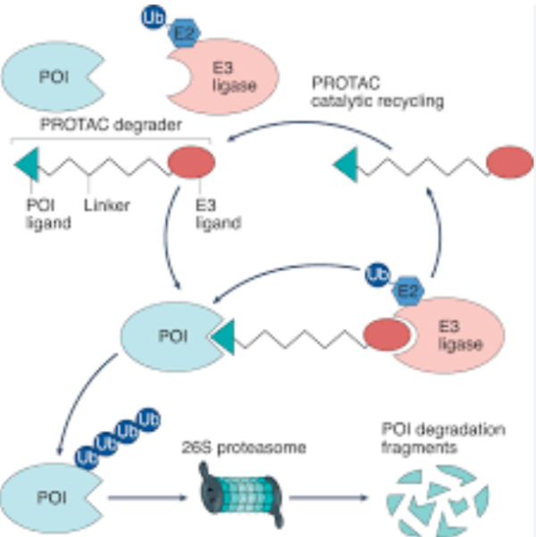 PROTAC R&D to Achieve the Latest Progress