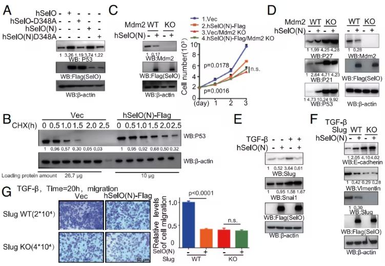 Fig 1. SelO reduces Mdm2 and Slug protein levels in an AMPylation activity-dependent manner.