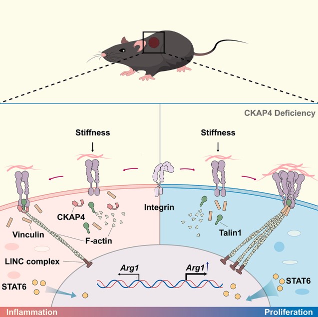 Macrophages as Key Regulators of Wound Healing