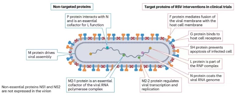 Fig1. RSV Viral Protein Composition and Functions