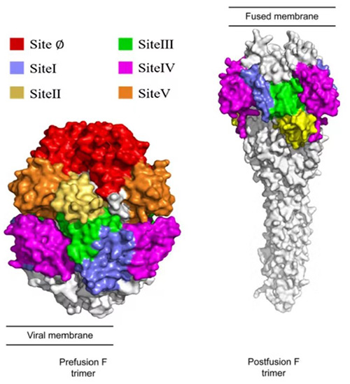 Fig2. Conformational changes of F protein before and after fusion