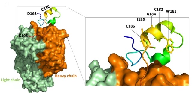 Fig3. Schematic of CCD Domain Binding with Neutralizing Antibody Fragment Fab CB017.5