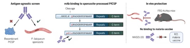 Antibodies Targeting pGlu-CSP Sites on Sporozoites Prevent Malaria