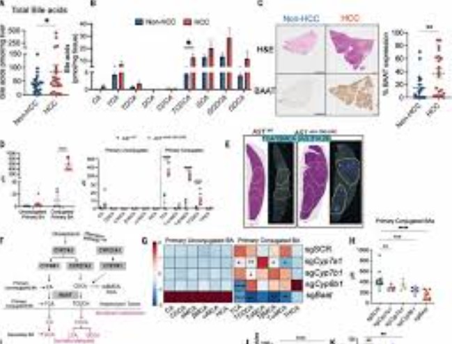 Conjugated Bile Acid Synthesis Regulates Immune Microenvironment