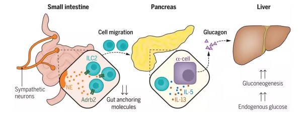 Neuroimmune interactions regulate blood glucose by controlling glucagon secretion.
