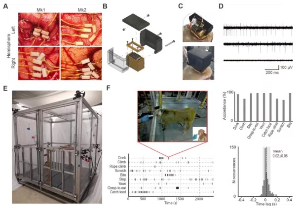 A neurobehavioral platform capable of recording from premotor neurons
