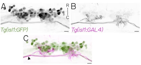 Sparse Labeling of Superior Oblique Oculomotor Neurons