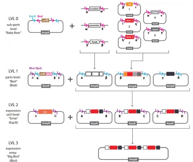Cloning Workflow Used in This Study