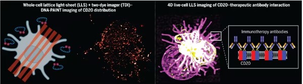 Molecular Interaction Between CD20 and Therapeutic Monoclonal Antibodies