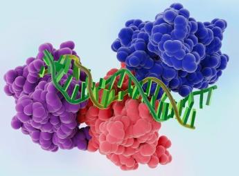 Science Study Reveals How p53 Loss Reshapes Wnt Signaling Gradients to Drive Clonal Expansion