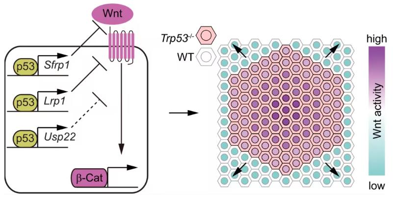 Fig 1. Spatial organization of Wnt signaling following p53 loss.