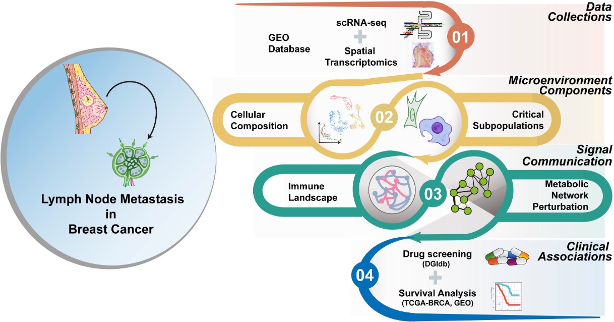 Fig1. Graphic overview of the experimental design in the study.