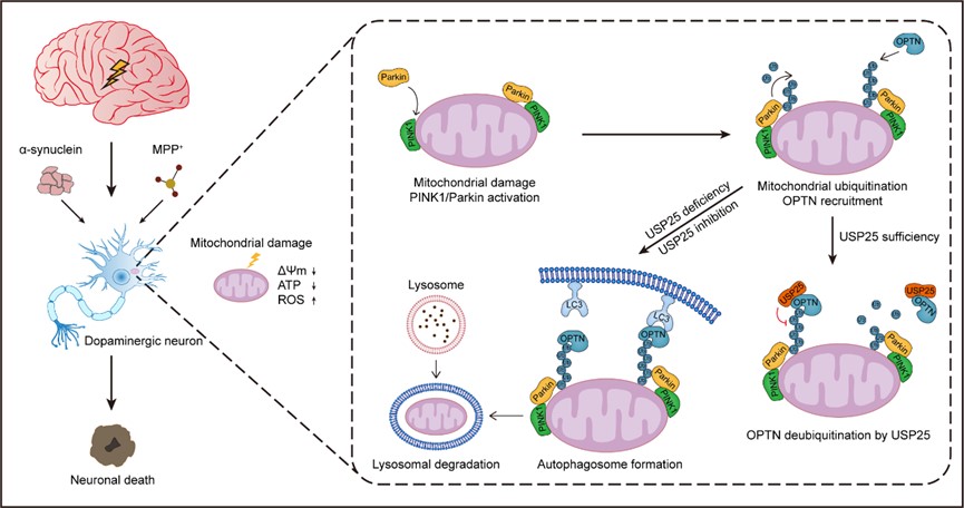 Fig1. USP25 impairs mitophagy by deubiquitinating OPTN, thereby exacerbating Parkinson's disease