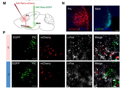 Image source: doi: 10.1016/j.neuron.2024.02.001