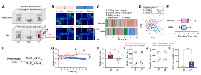 Figure 1: Sexually dimorphic empathetic behavior in mice witnessing a cagemate in pain
Further, when unfamiliar mice were used, female mice no longer showed social preference, and male mice no longer groomed excessively — indicating that the behavior stemmed from empathy, not curiosity or other motivations.