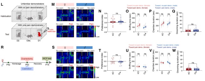 Figure 2: Empathetic behaviors in mice witnessing unfamiliar companions in pain, showing sexual dimorphism
