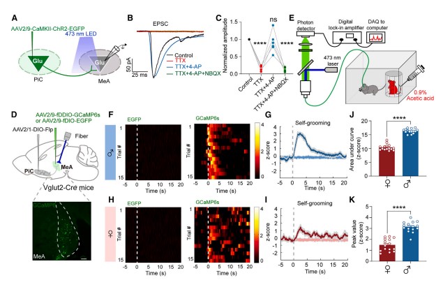 Figure 4: The PiC→MeA pathway mediates excessive self-grooming in male observer mice