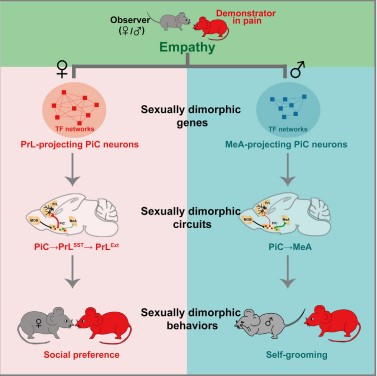 Figure 5: Schematic of sex differences in neural circuits leading to distinct empathetic behaviors