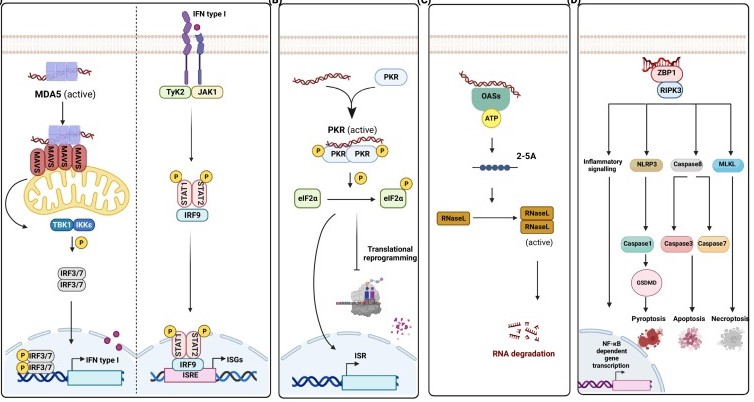 Fig1. In the absence of adenosine deaminase acting on RNA 1 (ADAR1) or its editing activity, double-stranded RNA (dsRNA) activates various dsRNA sensors.