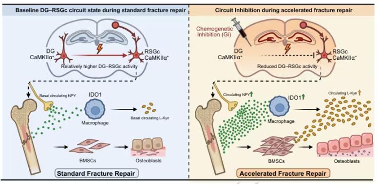 Graphical Abstract (Nature Communications)