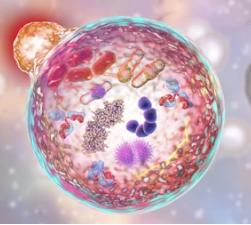 TMED9 Promotes NSCLC Progression by Stabilizing ATG9A Through USP5-Mediated Deubiquitination and Activating Autophagy