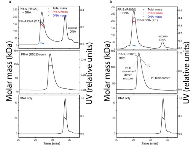 DNA induces assembly of PR-A and PR-B.