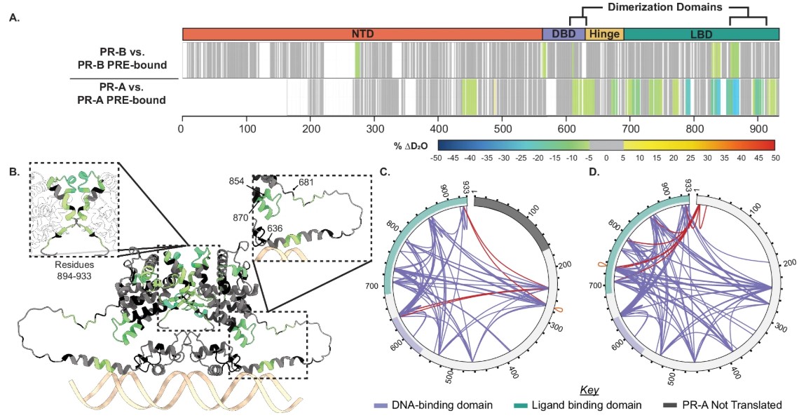 Structural proteomics reveals isoform differences upon progesterone response element (PRE) binding